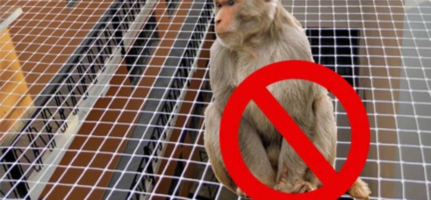 Monkey Safety Nets